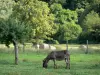 Mancelles Alpen - Esel auf der Wiese, Heubündel und Bäume; im Regionalen Naturpark Normandie-Maine