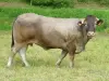 Il manzo di Bazas - Guida gastronomia, vacanze e weekend nella Gironda