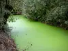 Marais Poitevin - Wet moeras: conch (kleine gracht) van Venise Verte met bomen omzoomde, in Maillezais