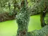 Marais Poitevin - Wet moeras: conch (kleine gracht) van Venise Verte met bomen omzoomde, in Maillezais