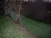 Marais poitevin - Arbres bordant une voie d'eau