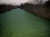 Marais poitevin - Voie d'eau avec des plantes aquatiques, végétation et arbres