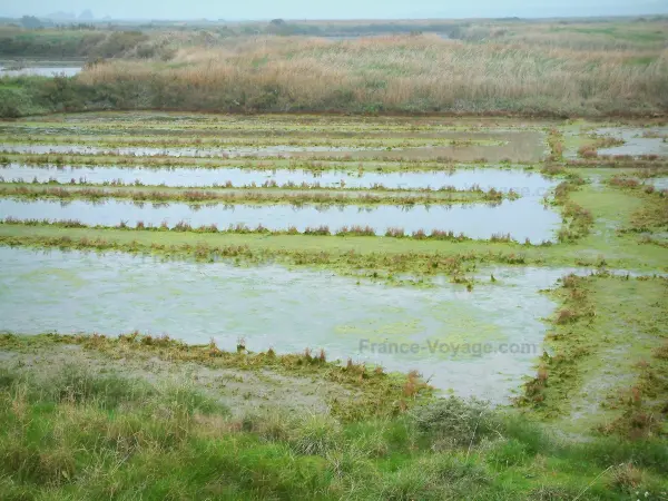 Marais salants de Guérande - Bassins et végétation