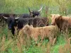 Marais Vernier - Vaches Highland Cattle dans un pré ; dans le Parc Naturel Régional des Boucles de la Seine Normande
