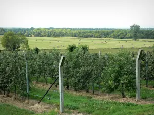 Marais Vernier - Orchard e prati del Parco Naturale Regionale Loops della Senna Normande