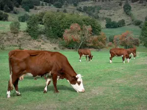 Margeride - Margeride del paisaje: las vacas en un pastizal