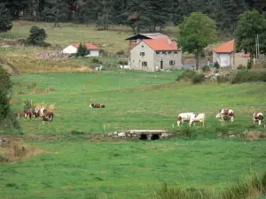 Margeride - Rebaño de vacas en un pastizal, casas y árboles en el Gévaudan