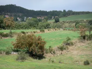 Margeride - Landschaft mit Bäumen und Weideland