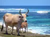 Marie-Galante - Vache et son veau au bord de la mer