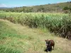 Marie-Galante - Vache aux abords d'un champ de canne à sucre