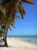 Marie-Galante - Eau turquoise, sable blanc et cocotiers de la plage de Grand-Bourg