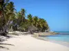 Marie-Galante - Plage de Petite Anse et ses cocotiers
