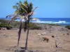 Marie-Galante - Troupeau de vaches dans un pâturage au bord de la mer