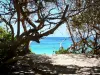 Marie-Galante - Végétation aux abords de la plage de l'anse Feuillard avec vue sur la mer turquoise