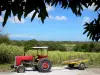 Marie-Galante - Tracteur avec sa charrette et champ de canne à sucre aux abords de la distillerie Bielle