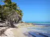 Marie-Galante - Plage de sable, rochers, mer et cocotiers