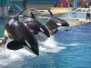 Marineland - Tourism, holidays & weekends guide in the Alpes-Maritimes