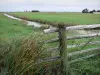 Marisma bretona de Vendée - Barrera y las cañas en el primer plano, pequeño canal y prados (praderas)