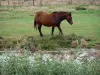 Marisma bretona de Vendée - Cañas en el primer plano y el caballo a la orilla del agua