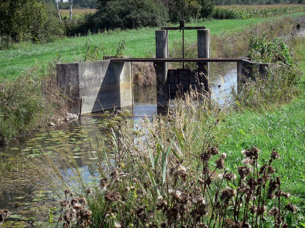Guide de la Marne - Marais de Saint-Gond - Végétation au bord de l'eau