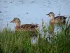 Marquenterreの鳥類学公園 - ソンム湾自然保護区：マガモと湿地の葦