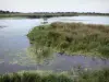 Marquenterreの鳥類学公園 - ソンム湾自然保護区：湿地、葦