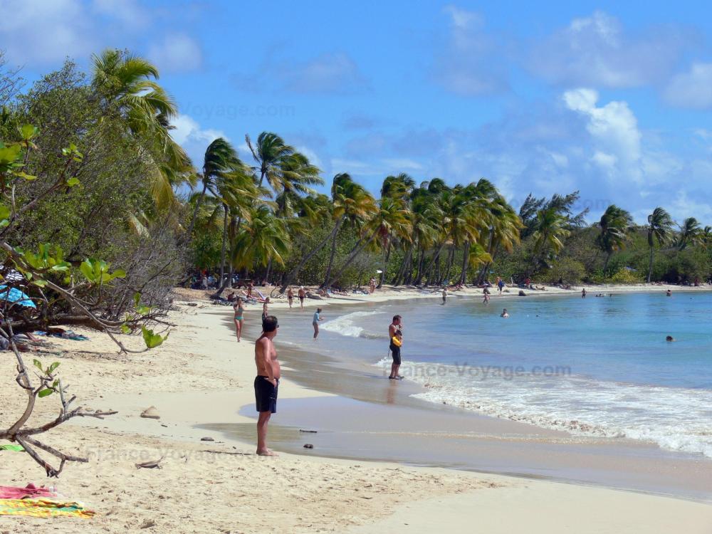 Guide de Martinique - Plages de la Martinique - Plage de Grande Anse des Salines avec son sable fin, ses cocotiers et sa mer turquoise ; sur la commune de Sainte-Anne