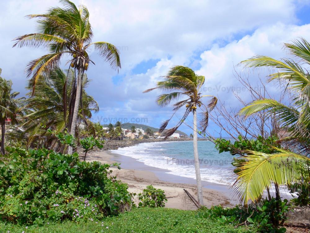 Guide de Martinique - Paysages de la Martinique - Vue sur le front de mer de Sainte-Marie et l'océan Atlantique, avec des cocotiers en premier plan