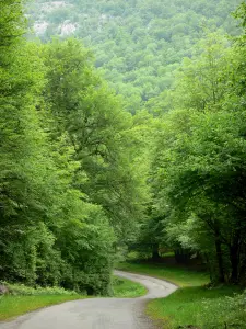 Massiccio dei Arbailles - Arbailles foresta: strada alberata