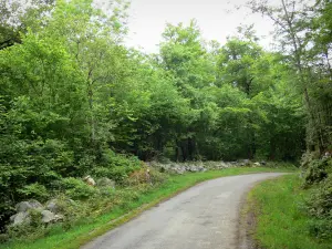 Massiccio dei Arbailles - Arbailles foresta: strada alberata