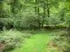 Massief van de Arbailles - Arbailles bos in het Baskenland