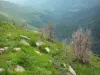 Massief van de Arbailles - Pyreneese continu groen