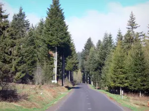 Massief van Meygal - Bosweg omzoomd met dennenbomen