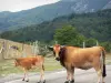 Massif de l'Aigoual - Vache Aubrac et son veau sur une route de montagne, forêt en arrière-plan ; dans le Parc National des Cévennes (massif des Cévennes)