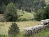 Massif de l'Aigoual - Muret en pierre, pâturages (herbages) et arbres ; dans le Parc National des Cévennes (massif des Cévennes)