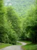 Massif des Arbailles - Forêt des Arbailles : route bordée d'arbres