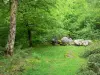 Massif des Arbailles - Dolmen d'Ithé dans la forêt des Arbailles