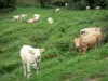Massif des Arbailles - Troupeau de vaches dans une prairie
