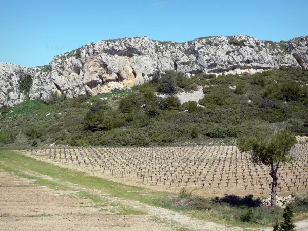 Massif de la Clape - Parc Naturel Régional de la Narbonnaise en Méditerranée : escarpement rocheux, vignes et garrigue