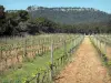 Massif de la Clape - Parc Naturel Régional de la Narbonnaise en Méditerranée : vignes, forêt et escarpement rocheux au sommet duquel se dresse la tour de la Vigie