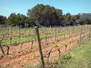 Massif de la Clape - Parc Naturel Régional de la Narbonnaise en Méditerranée : parcelle de vignes entourée d'arbres