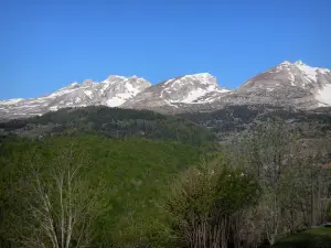 Massif du Dévoluy - Arbres, forêt et montagnes aux cimes enneigées