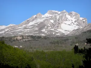 Massif du Dévoluy - Arbres et montagne avec de la neige