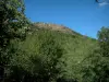 Massif des Maures mountains - Trees, forest and rock faces at the top of a hill