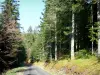 Mazan forest - Road through the coniferous forest