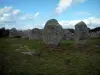 Mégalithes - Les alignements de mégalithes de Carnac : pierres levées alignées