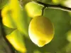 Menton lemon - Gastronomy, holidays & weekends guide in the Alpes-Maritimes