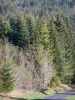Meygal massif - Road through fir forest