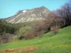 Mézencberg - Regionale Natuurpark van de Monts d'Ardèche - Ardèche Berg: Mount Mzenc, bos en weide bloemen