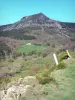 Mézencberg - Regionale Natuurpark van de Monts d'Ardèche - Ardèche Berg: Mount Mzenc, weiden en vegetatie